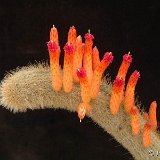 Cleistocactus s.s